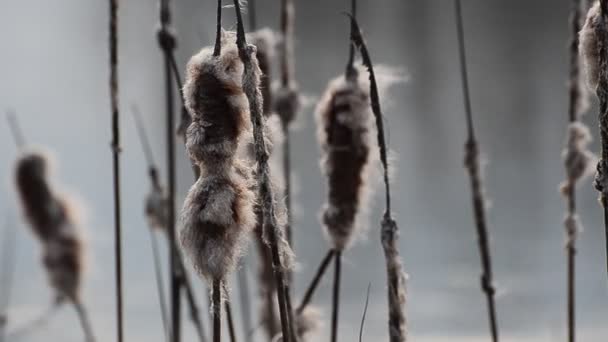 Rohrkolbenpflanze Wind Auf Einem See — Stockvideo