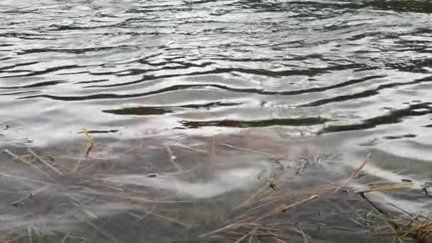 Rivière Montagne Qui Coule Dans Les Carpates — Video