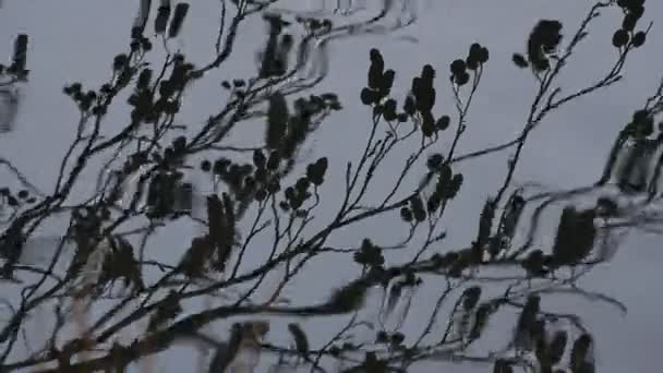 Отражение Ветки Дерева Воде — стоковое видео