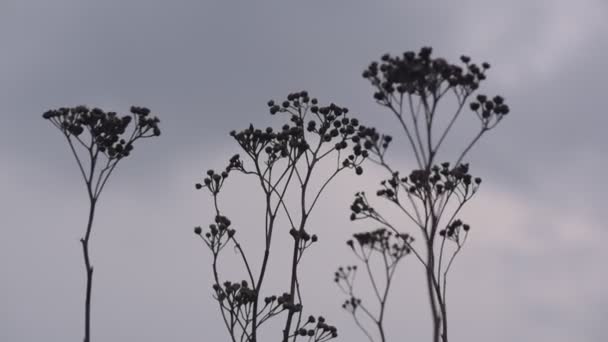 Kuru Bitki Gün Batımında Suda — Stok video