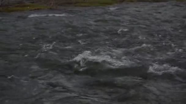 Rio Montanha Pleno Fluxo Nas Montanhas Cárpatas — Vídeo de Stock