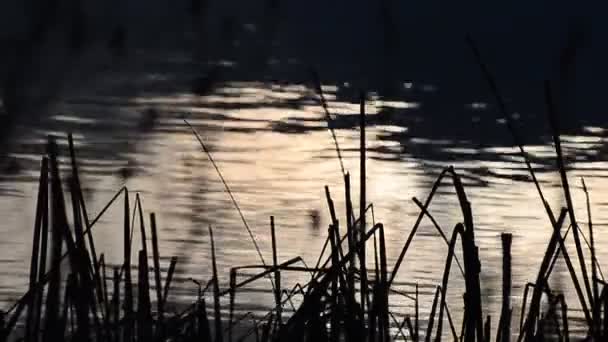 湖上风中的尾巴植物 — 图库视频影像
