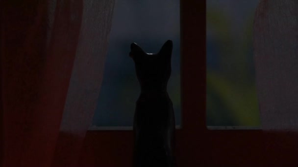 Metaforiskt Stilleben Väntar Katten Vid Fönstret — Stockvideo