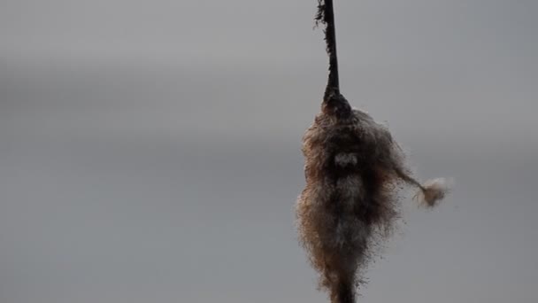 Cattail Planta Viento Lago — Vídeos de Stock