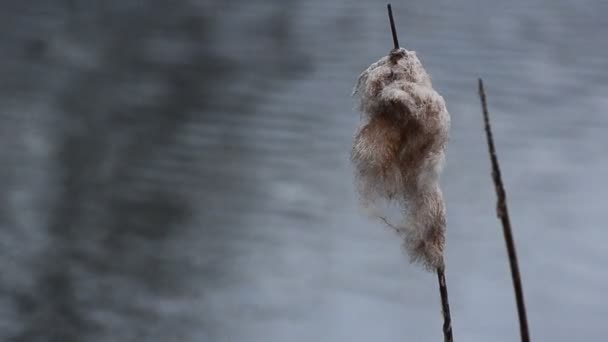 Plantă Cattail Vânt Lac — Videoclip de stoc