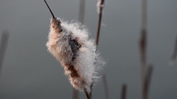 Cattail Planta Viento Lago — Vídeos de Stock