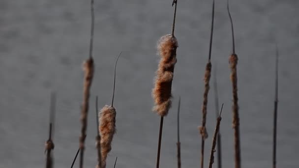 Cattail Plant Wind Een Meer — Stockvideo