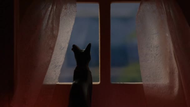 Metaphorical Still Life Waiting Cat Window — Stock Video