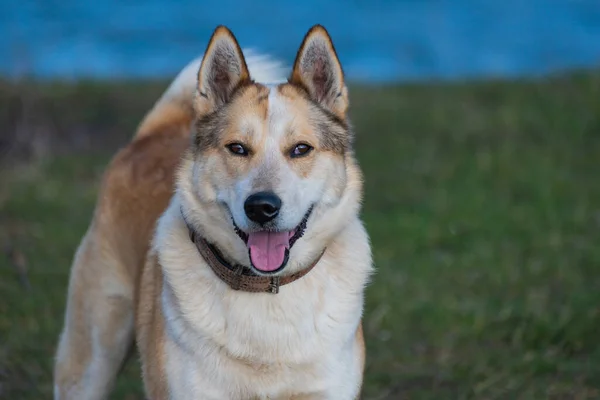 Retrato Perro Husky — Foto de Stock