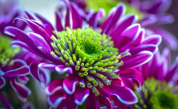 Van Soort Chrysant — Stockfoto