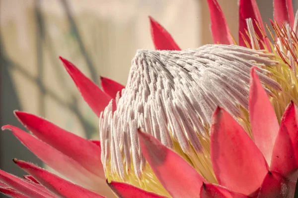 Цветущий Цветок Протея Крупным Планом — стоковое фото