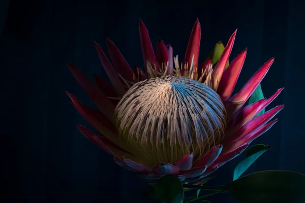 Çiçek açan protea çiçeği. 