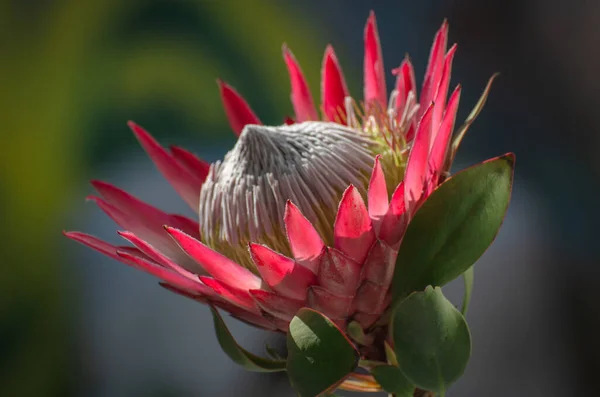 Flor Protea Florescente Close — Fotografia de Stock