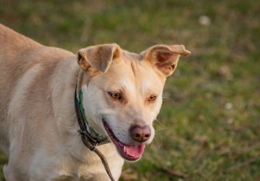 Evcil bir köpeğin portresi