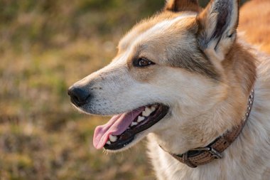 Husky cinsinden bir av köpeğinin portresi
