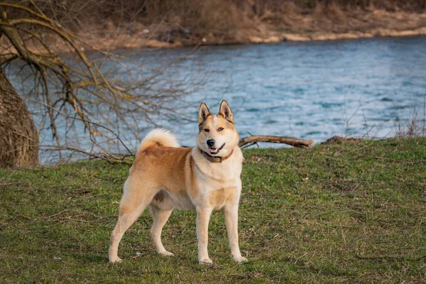Husky Cinsinden Bir Köpeğinin Portresi — Stok fotoğraf