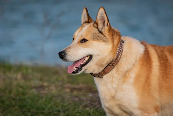 Πορτρέτο Κυνηγόσκυλου Της Φυλής Husky — Φωτογραφία Αρχείου