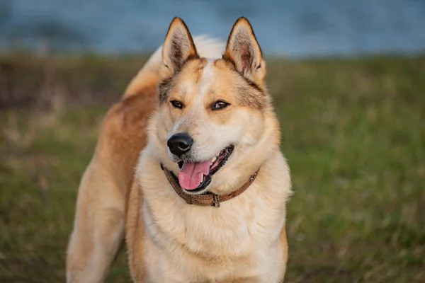 Porträtt Jakthund Husky Rasen — Stockfoto