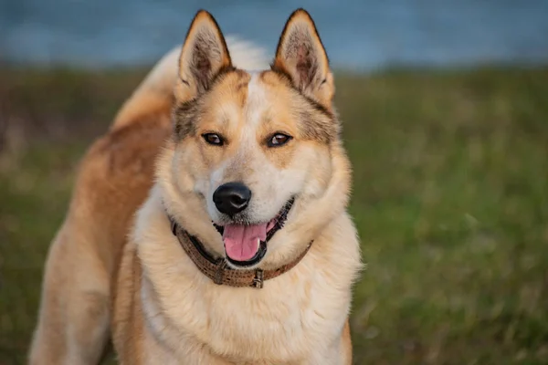 Portrét Loveckého Psa Plemene Husky — Stock fotografie