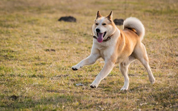 Portret Van Een Jachthond Van Het Husky Ras — Stockfoto