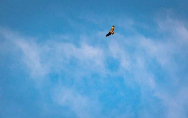 Águila Eleva Alto Cielo Azul — Foto de Stock