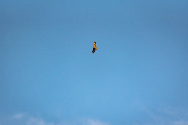 Орел Височіє Блакитному Небі — стокове фото