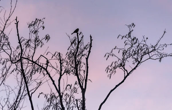 Waldvogel Sitzt Auf Einem Hohen Baum — Stockfoto