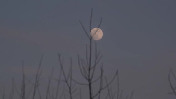 満月と背の高い木の春の風景 — ストック動画