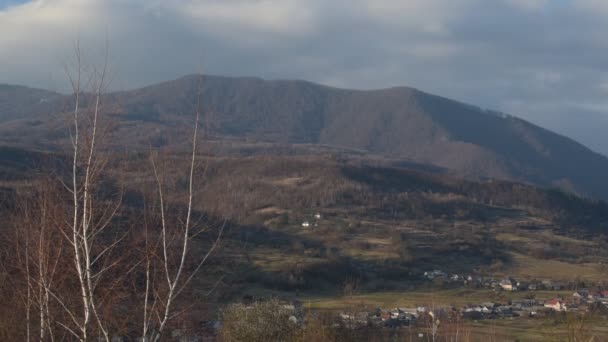 Karpatlar Rüzgarda Savrulan Dev Bir Huş Ağacının Bahar Manzarası — Stok video