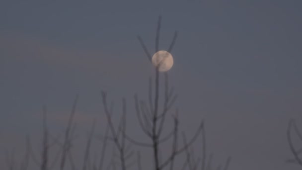 Весняний Пейзаж Повного Місяця Високого Дерева — стокове відео