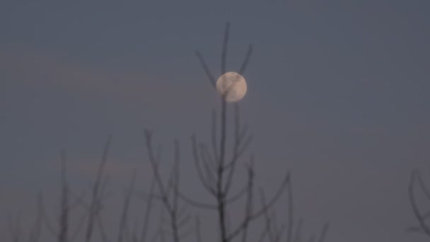 Voorjaar Landschap Van Volle Maan Hoge Boom — Stockvideo