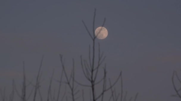 Spring Landscape Full Moon Tall Tree — Stock Video