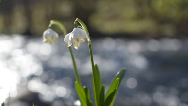 Voorjaar Bloeiende Witte Bloem Oever Van Een Berg Rivier — Stockvideo