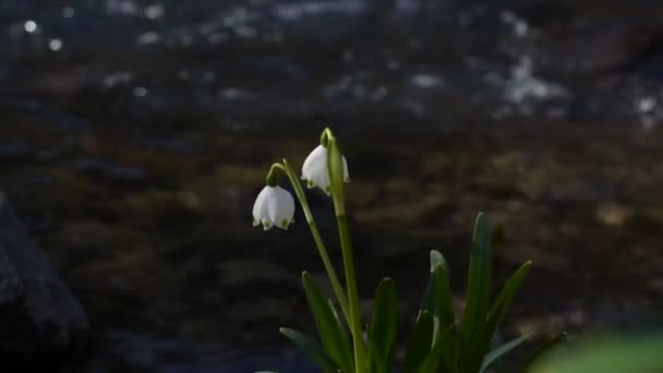 Spring Blooming White Flower Bank Mountain River — Stock Video