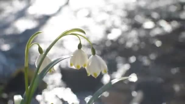 Primavera Flor Branca Florescendo Margem Rio Montanha — Vídeo de Stock