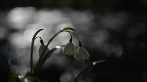 Printemps Fleur Blanche Sur Bord Une Rivière Montagne — Video