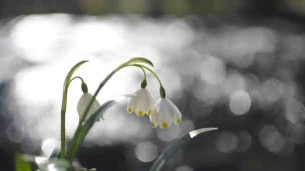 春天在山河岸边盛开的白花 — 图库视频影像