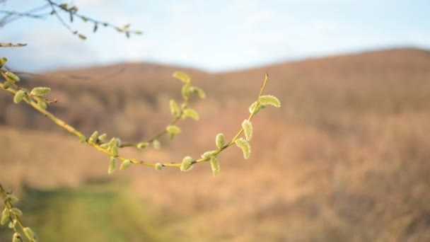 Kwitnąca Gałąź Drzewa Tle Wiosennych Karpat — Wideo stockowe