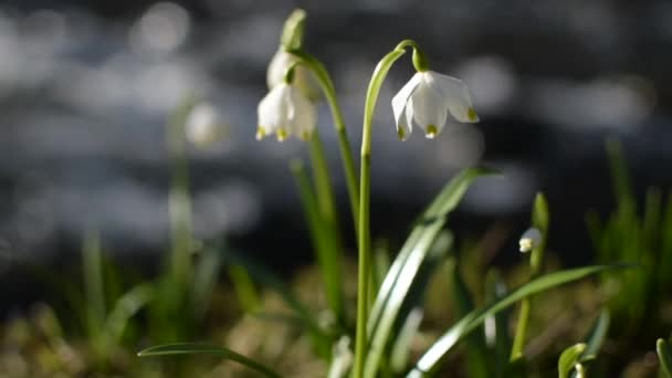 Wiosna Kwitnący Biały Kwiat Brzegu Górskiej Rzeki — Wideo stockowe