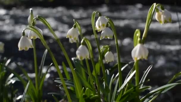 Spring Blooming White Flower Bank Mountain River — Stock Video