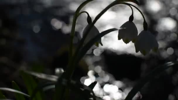 Spring Blooming White Flower Bank Mountain River — Stock Video