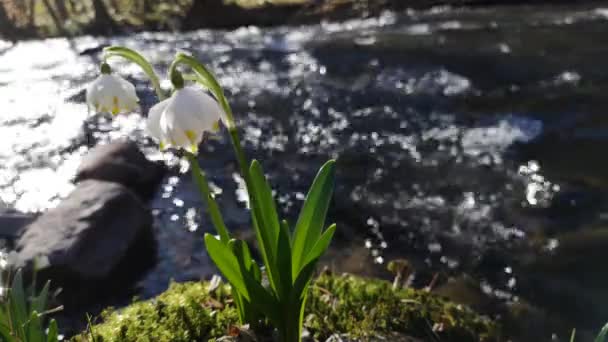 Primavera Fioritura Fiore Bianco Sulla Riva Fiume Montagna — Video Stock