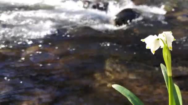 Spring Blooming White Flower Bank Mountain River — Stock Video