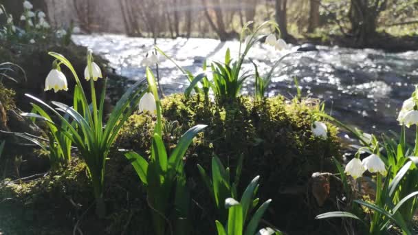 Primavera Fioritura Fiore Bianco Sulla Riva Fiume Montagna — Video Stock