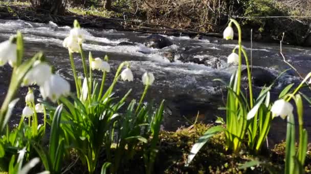 Primavera Flor Branca Florescendo Margem Rio Montanha — Vídeo de Stock