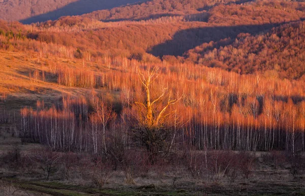 Sunset Spring Carpathian Mountains — стокове фото
