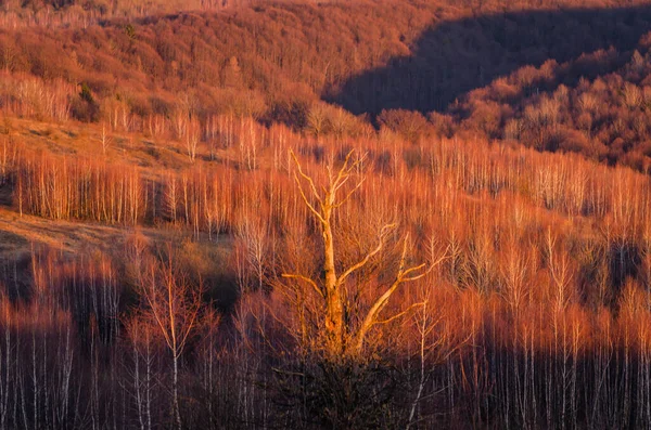 Coucher Soleil Printemps Carpates — Photo