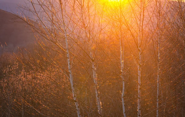 Lumière Soleil Travers Les Arbres Coucher Soleil Dans Les Carpates — Photo