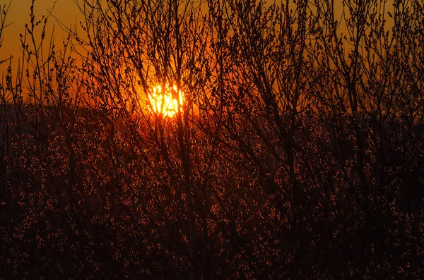 Солнечный Свет Сквозь Деревья Закате Карпатах — стоковое фото