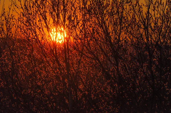 Солнечный Свет Сквозь Деревья Закате Карпатах — стоковое фото